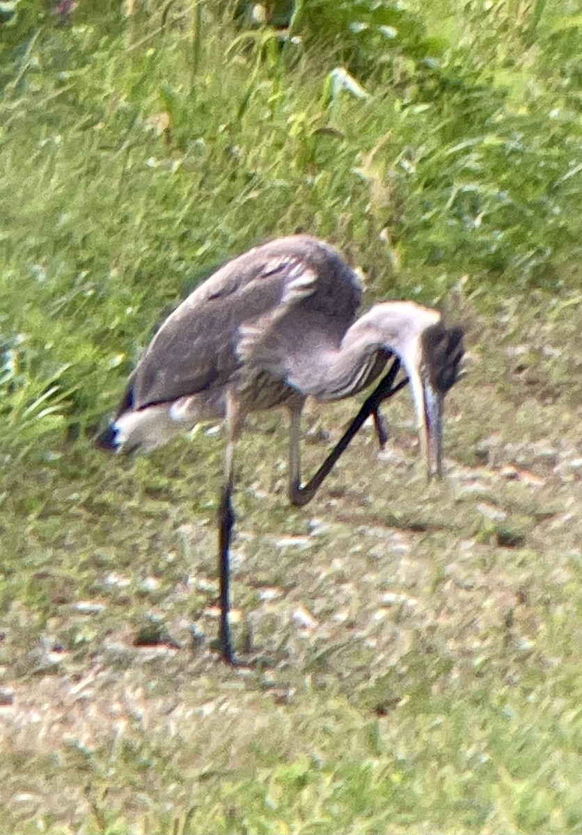 Great Blue Heron - ML623143213