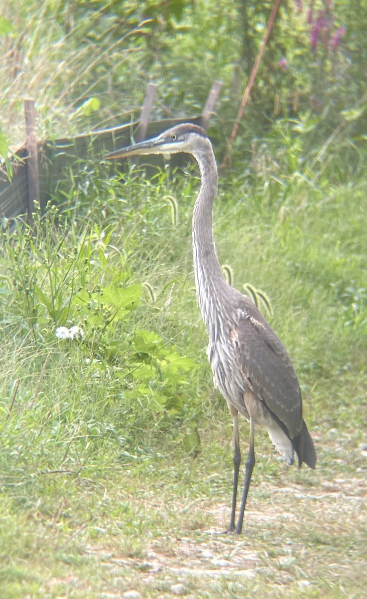 Great Blue Heron - ML623143214