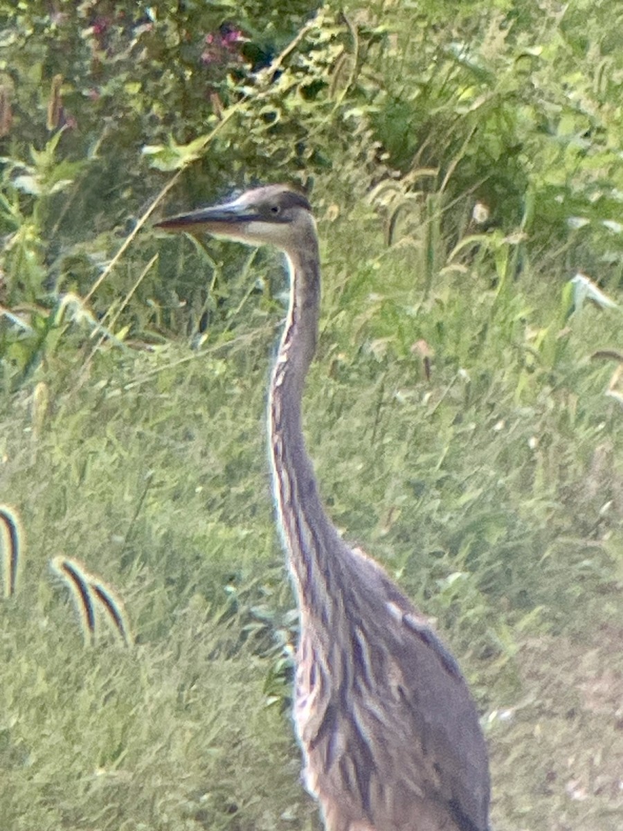 Great Blue Heron - ML623143215