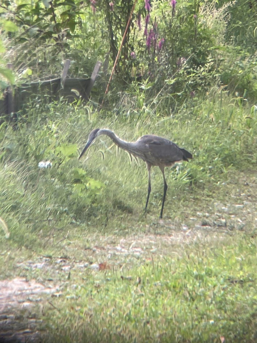 Great Blue Heron - ML623143216