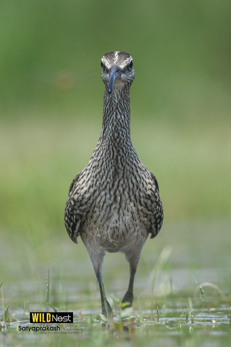 Whimbrel - ML623143236