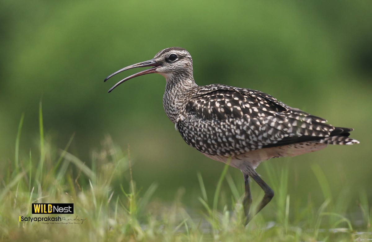 Whimbrel - Satyaprakash Pandey