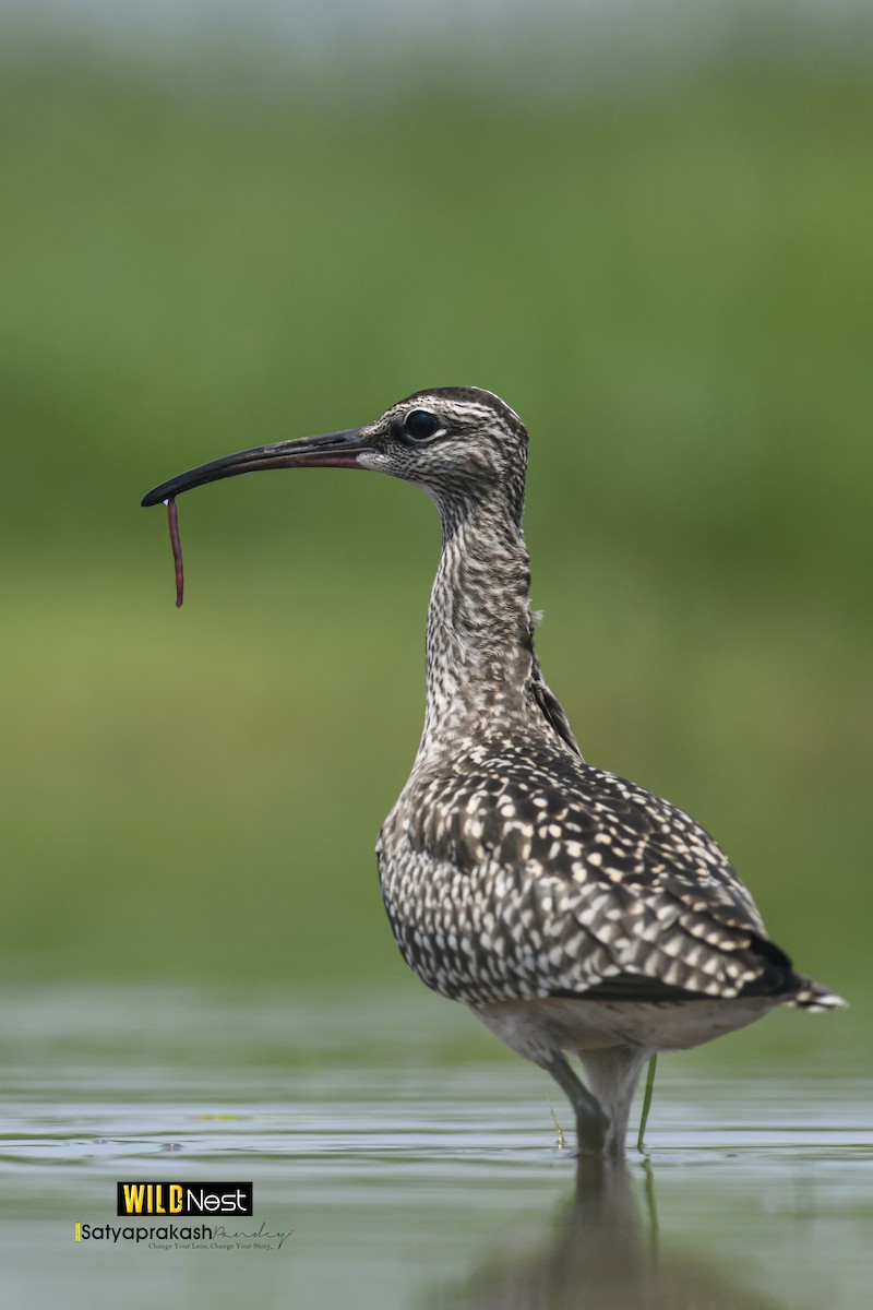 Whimbrel - Satyaprakash Pandey