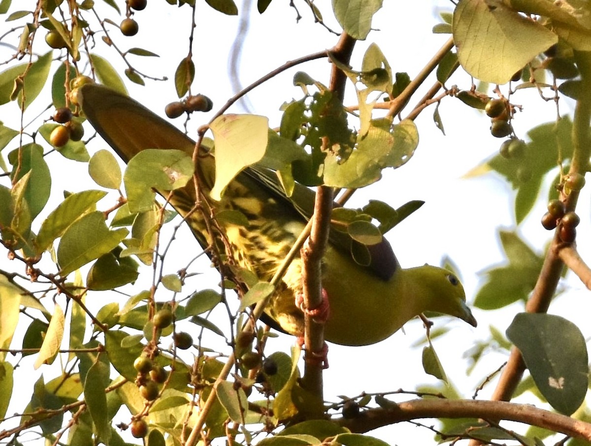 Wedge-tailed Green-Pigeon - ML623143374