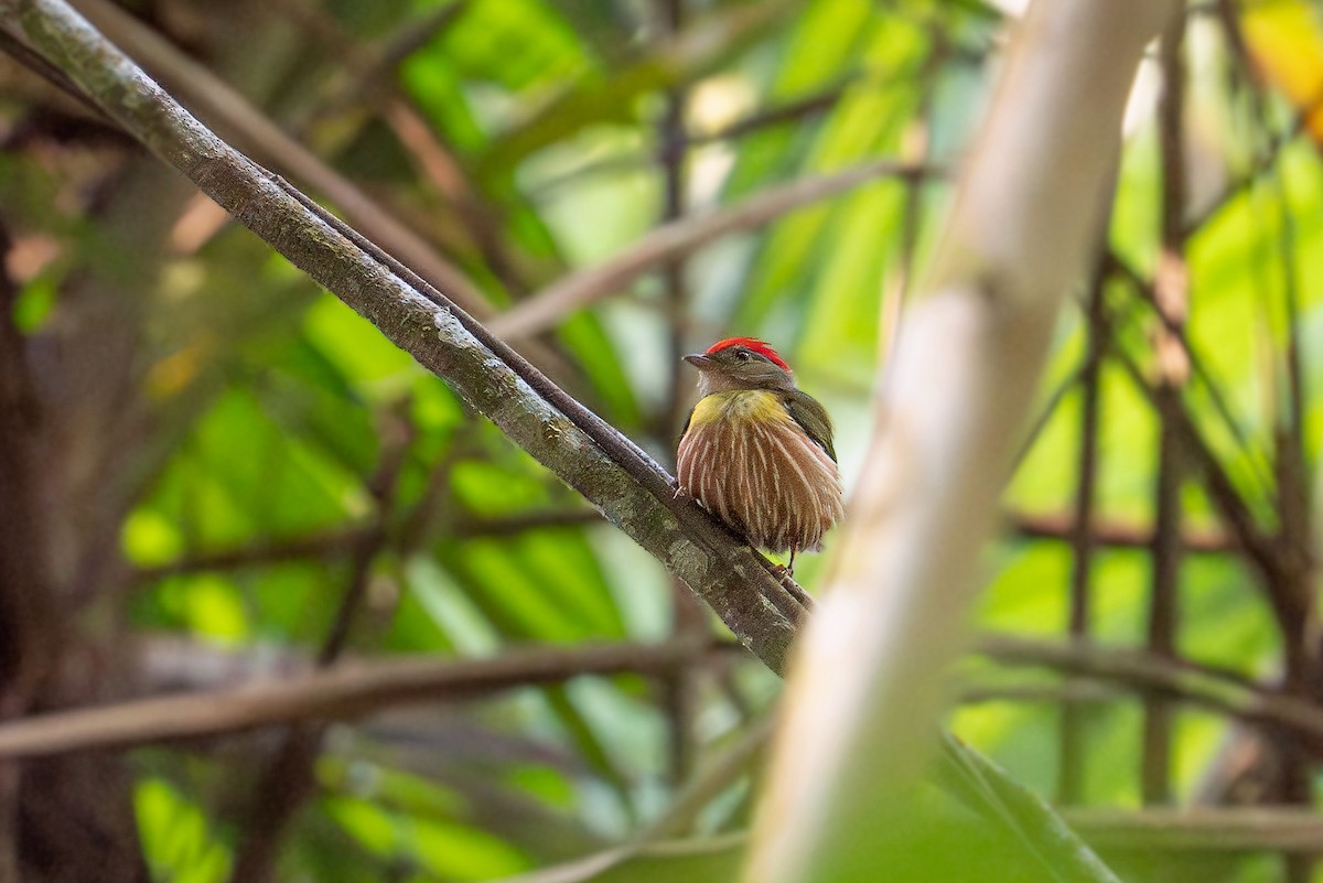 Painted Manakin - ML623143381
