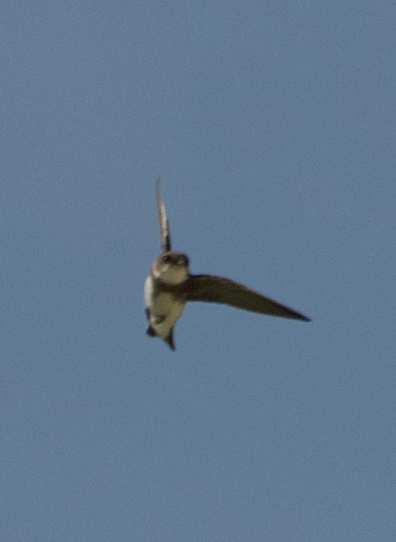 Эргийн хараацай - ML623143505