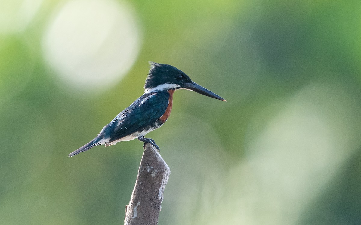 Green Kingfisher - ML623143509