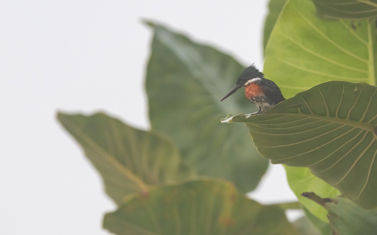 Green Kingfisher - ML623143510