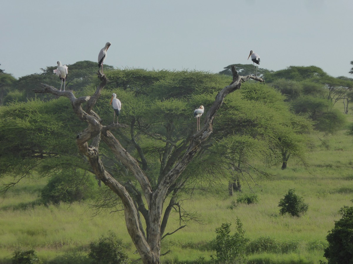 Yellow-billed Stork - ML623143544