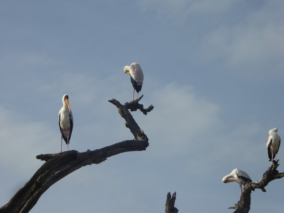 Yellow-billed Stork - ML623143549