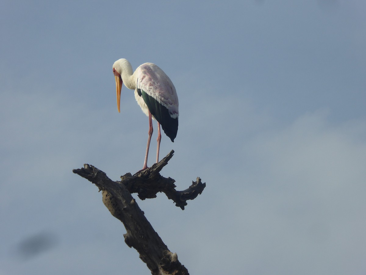 Yellow-billed Stork - ML623143551