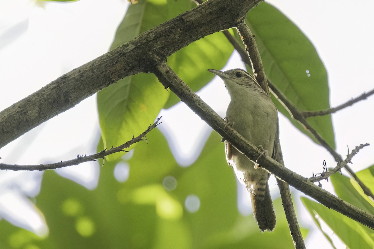 Antioquia Wren - ML623143554