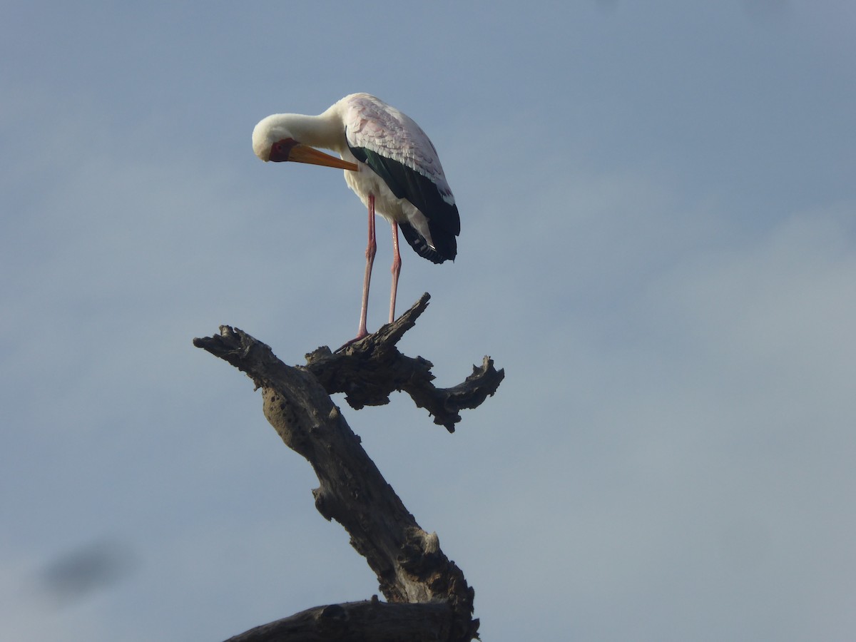 Yellow-billed Stork - ML623143556