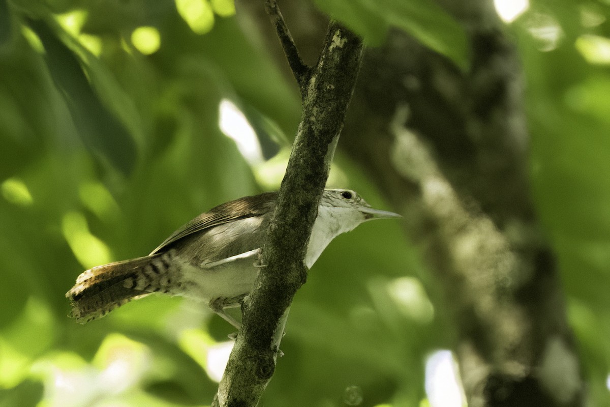 Antioquia Wren - ML623143557