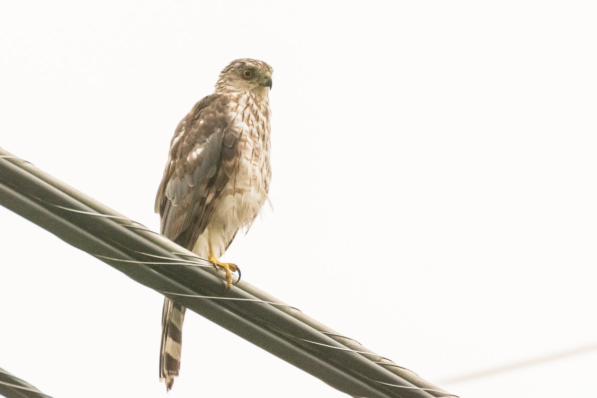 Cooper's Hawk - ML623143564