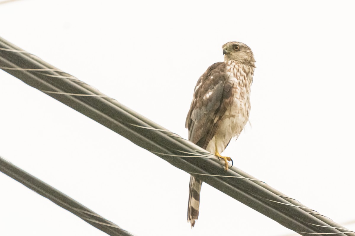 Cooper's Hawk - ML623143565