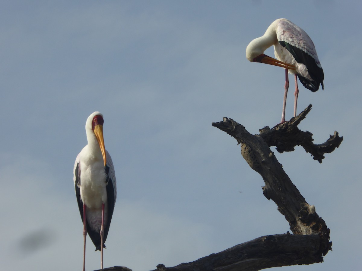 Yellow-billed Stork - ML623143586