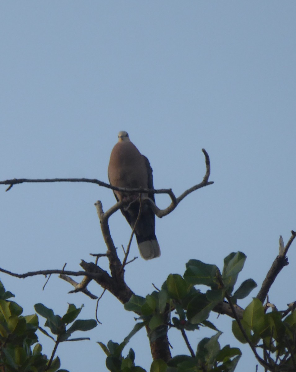 Red-eyed Dove - Joanne Roger