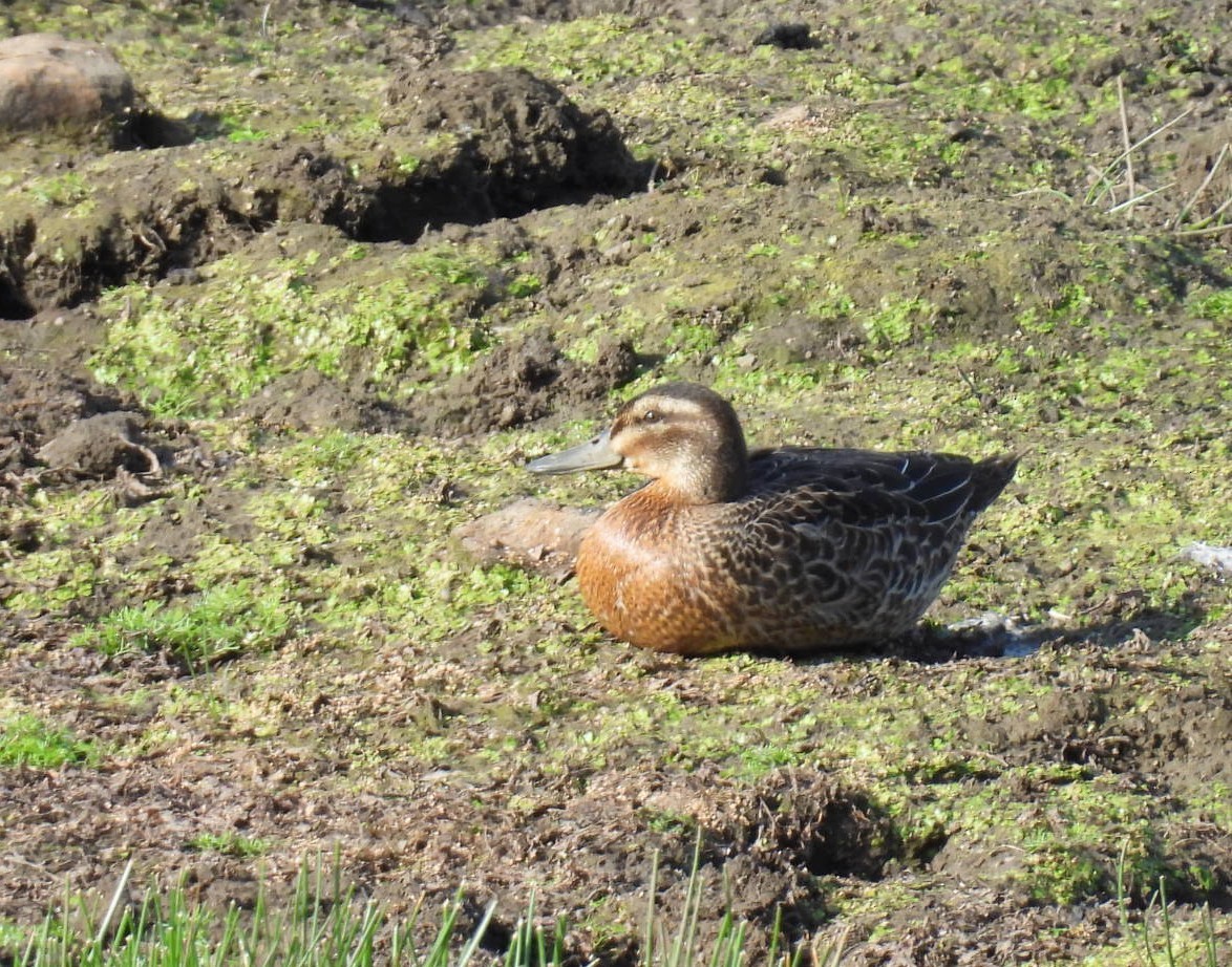 Garganey - ML623143720