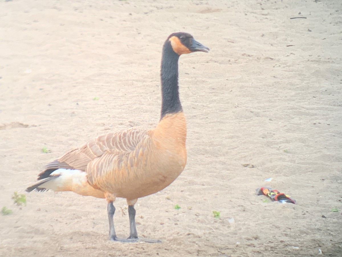 Canada Goose - ML623143795