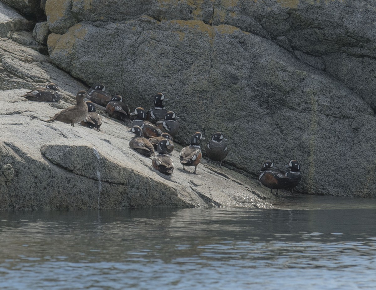 Harlequin Duck - Ken Langelier