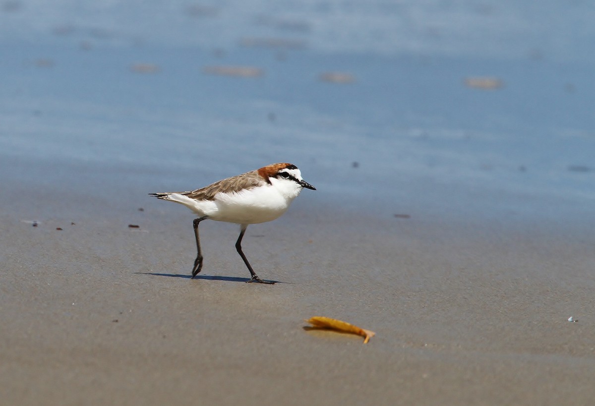 Red-capped Plover - Scott Watson