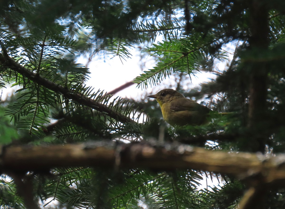 Common Yellowthroat - ML623143915