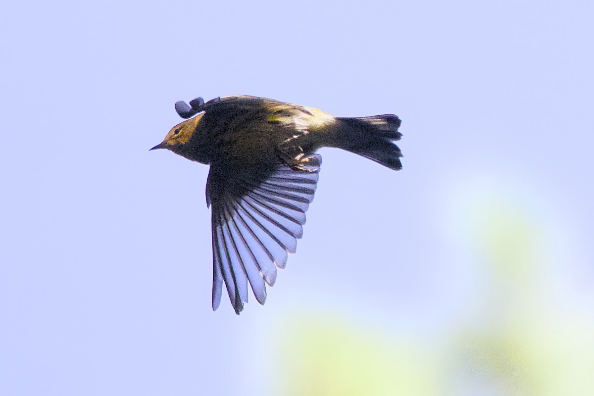 Cape May Warbler - ML623143962