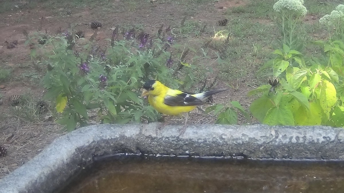 American Goldfinch - ML623144027