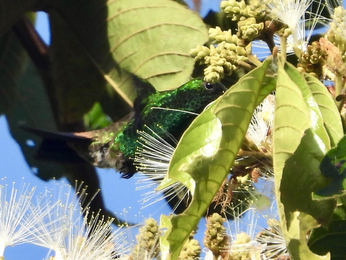 Copper-rumped Hummingbird - ML623144055