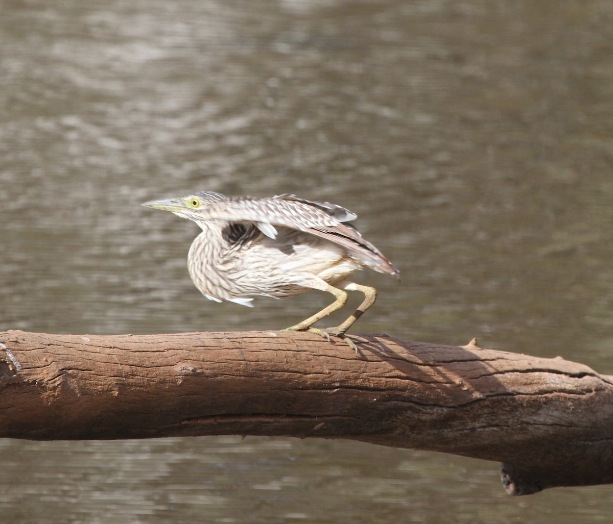 Nankeen Night Heron - ML62314411