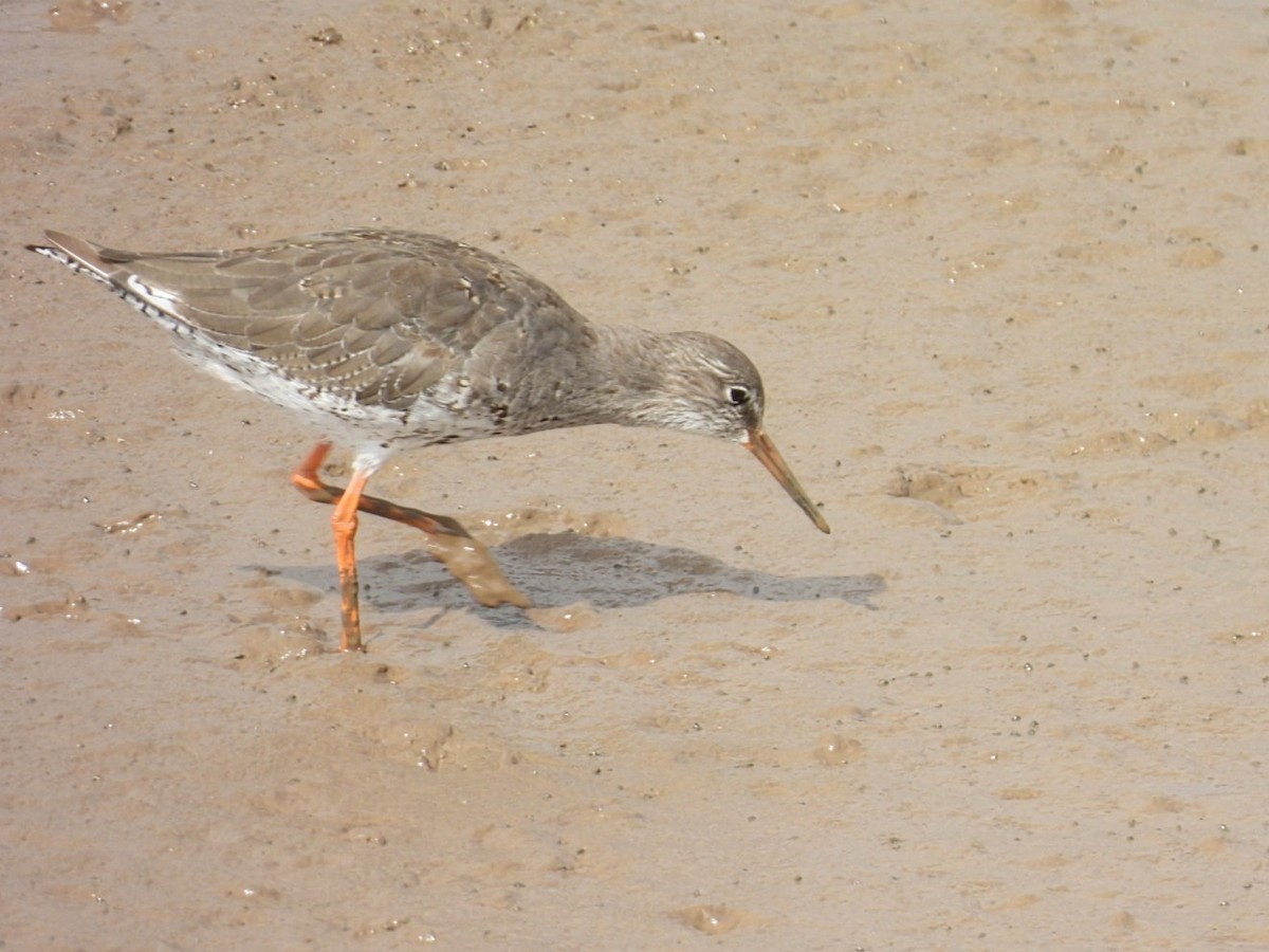 Common Redshank - ML623144138