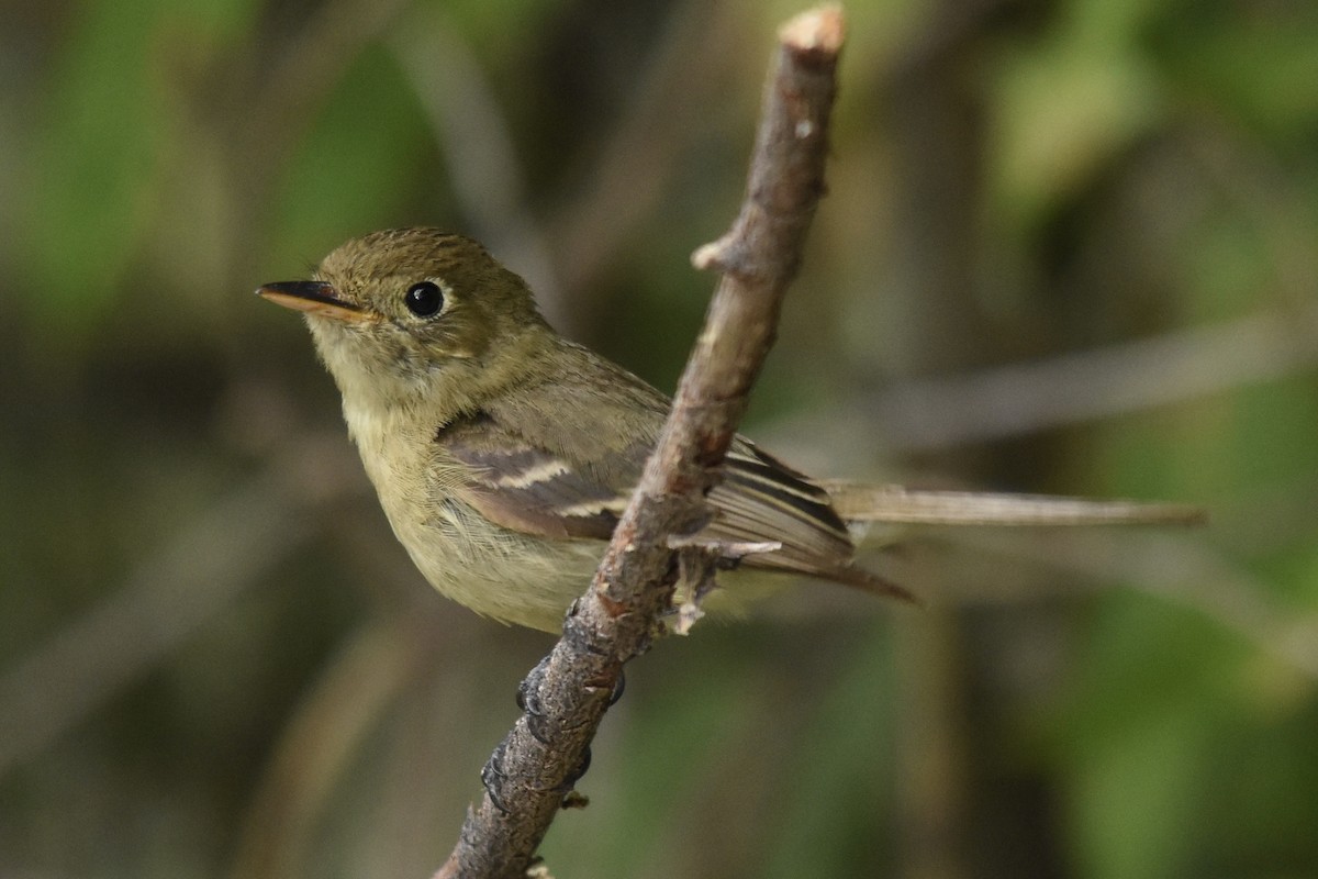 Western Flycatcher - Michael Smith