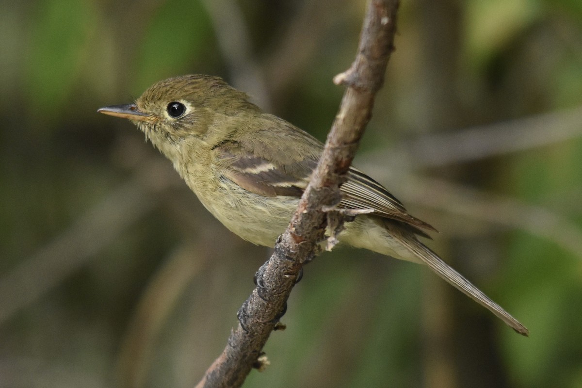 Western Flycatcher - ML623144144