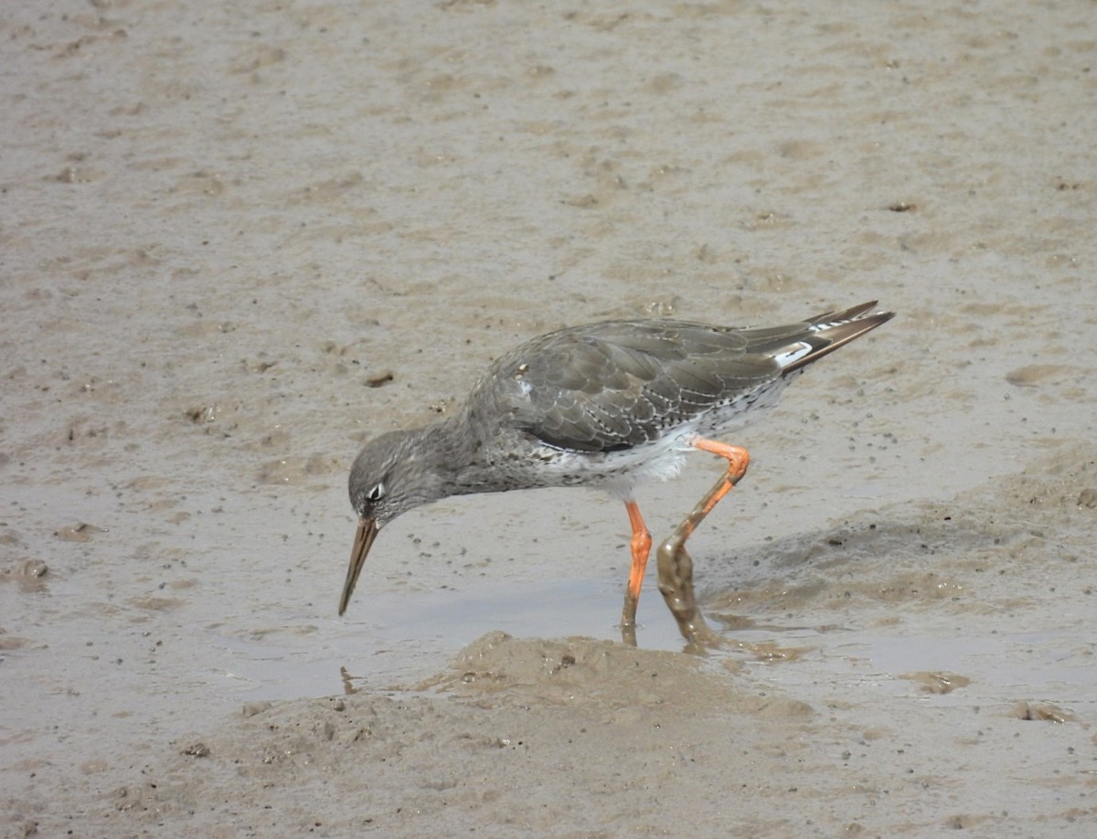 Common Redshank - Peter Middleton