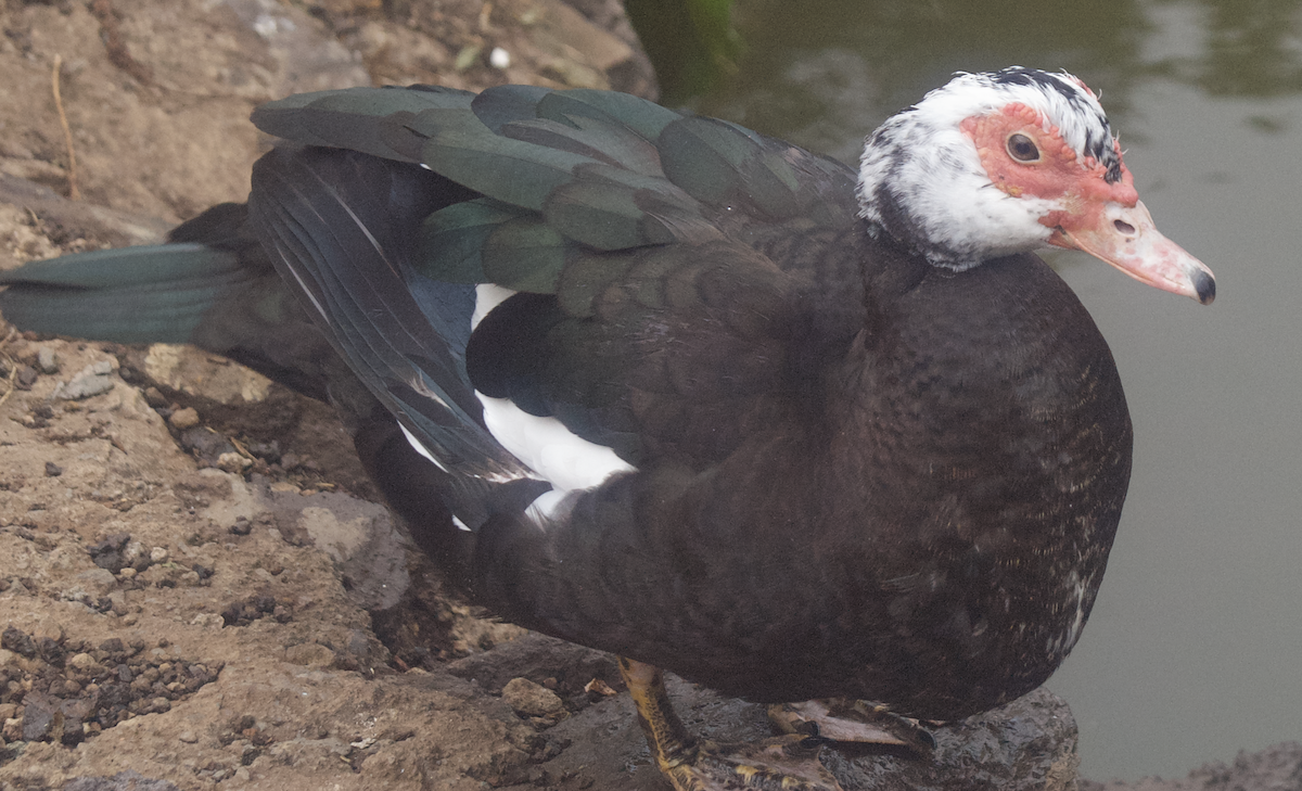 Muscovy Duck (Domestic type) - ML623144202