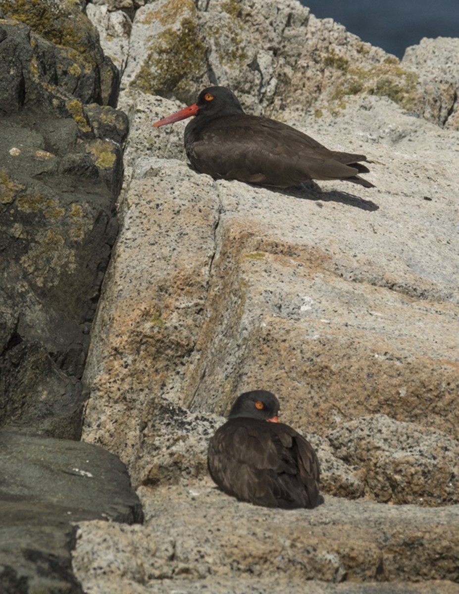 Black Oystercatcher - ML62314431