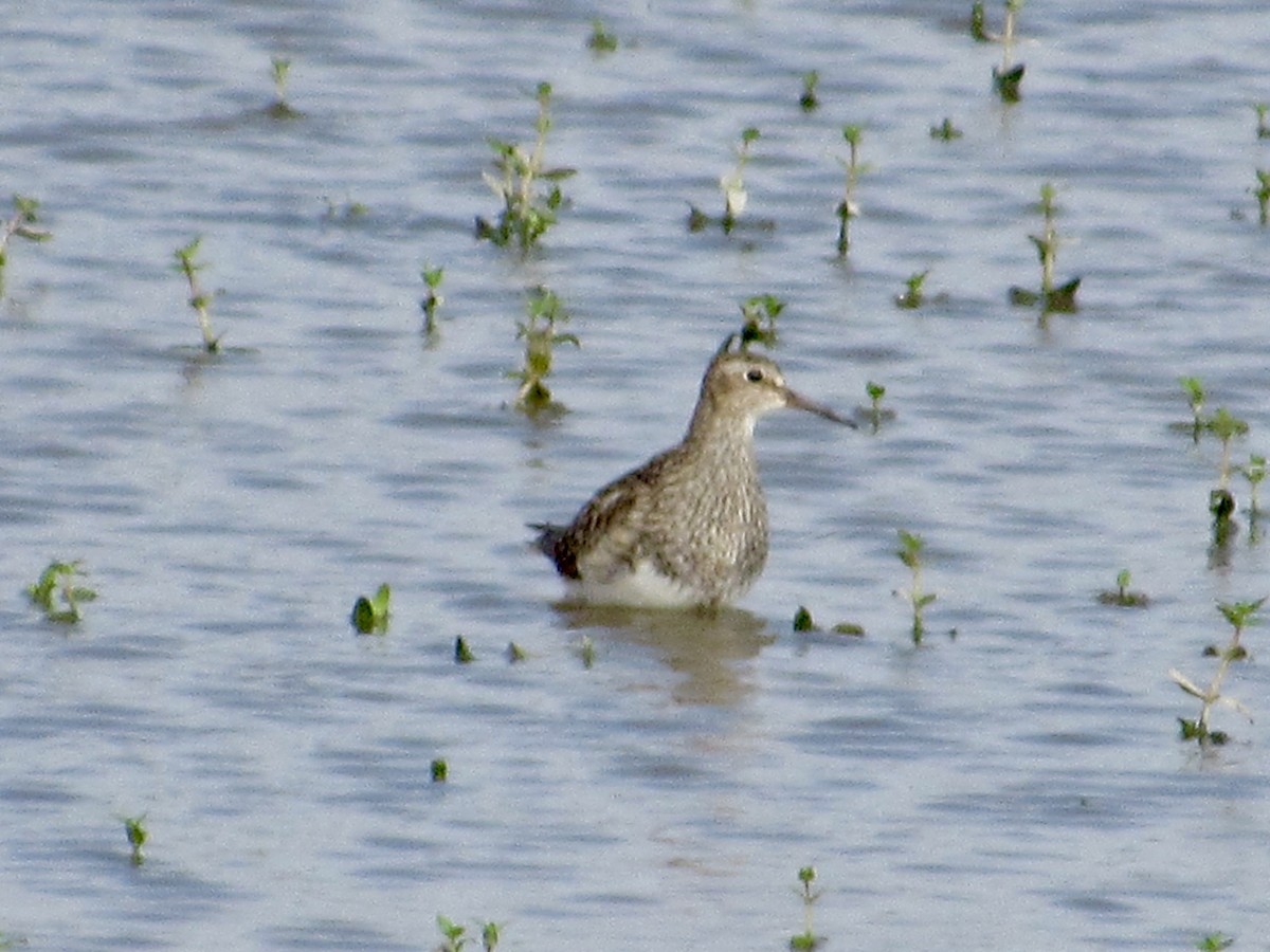 Pectoral Sandpiper - ML623144327