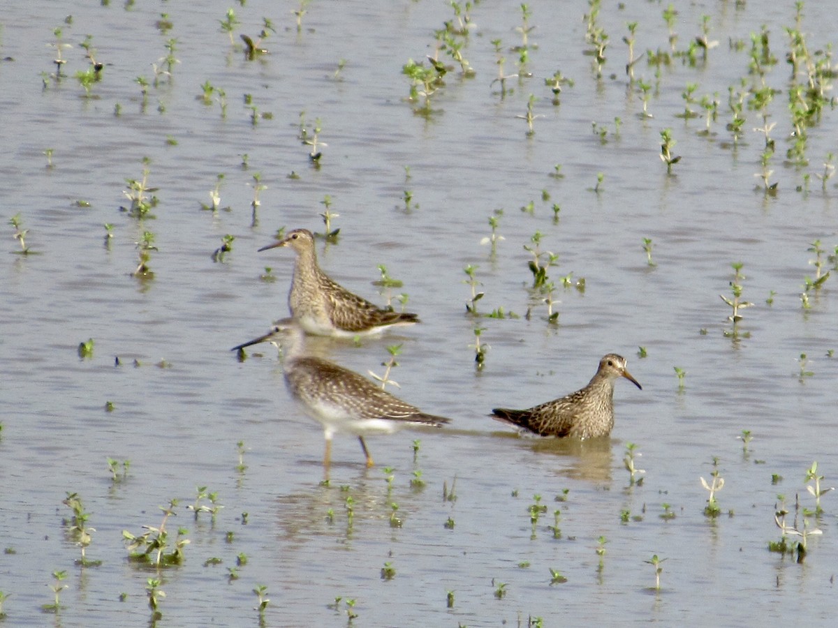 Pectoral Sandpiper - ML623144358