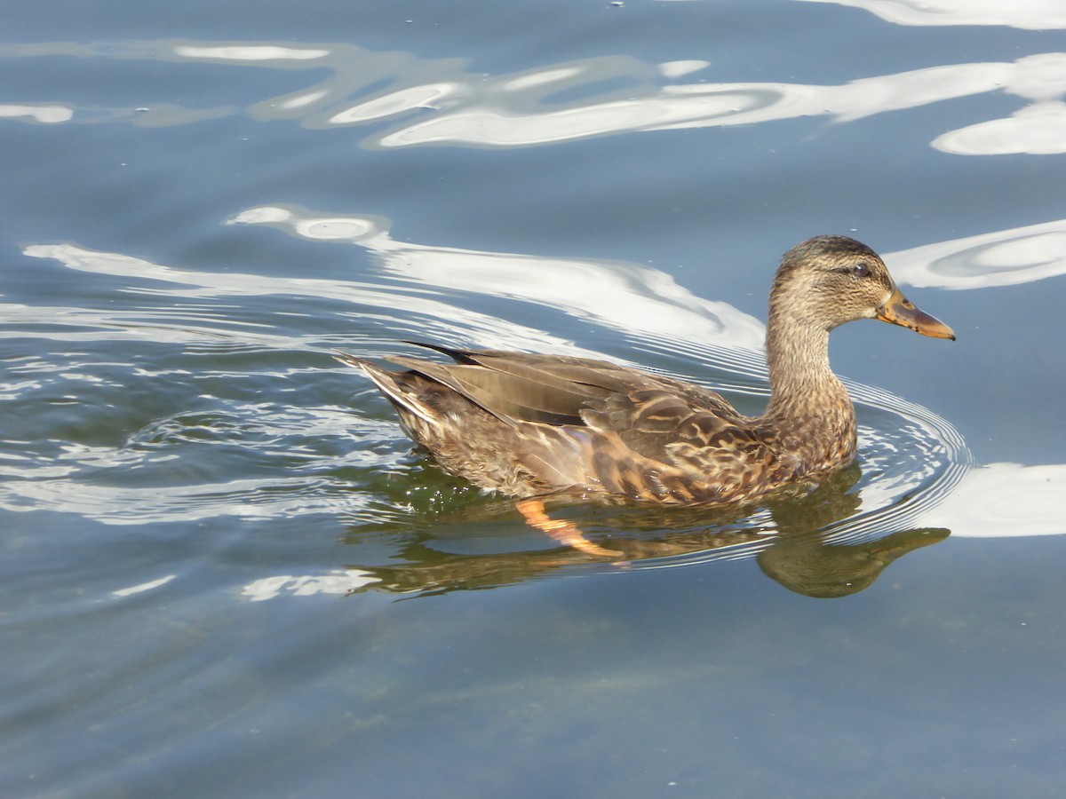 Canard colvert - ML623144393