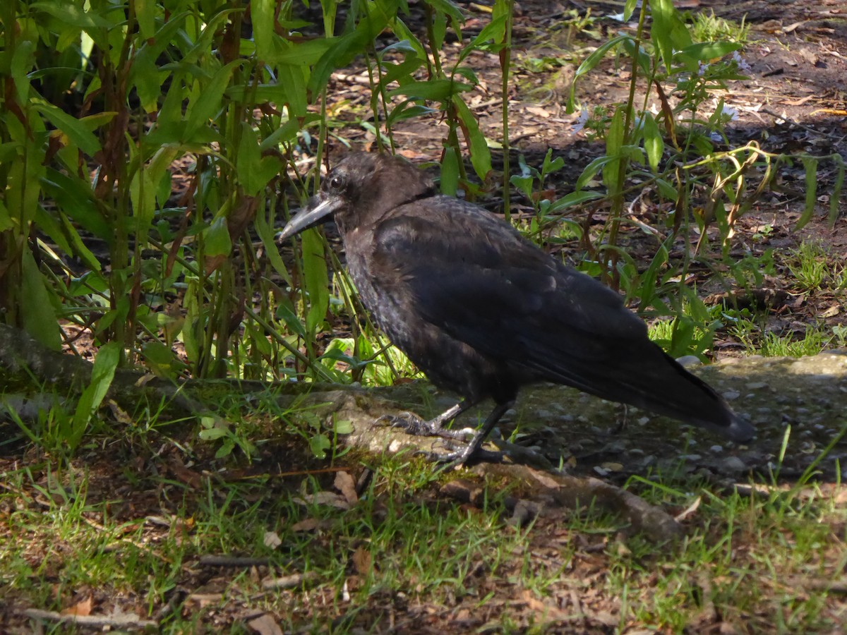 American Crow - ML623144403