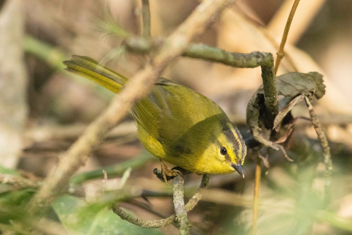 Two-banded Warbler - ML623144410