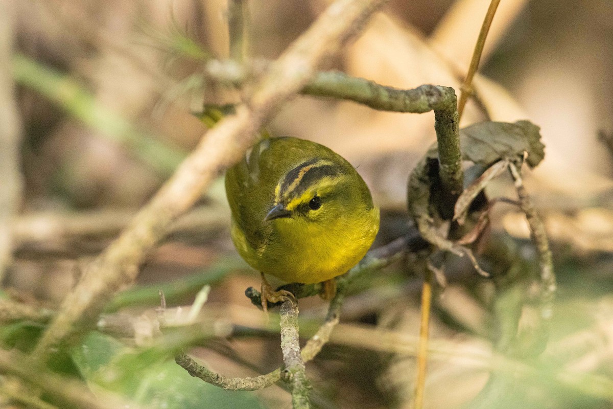 Two-banded Warbler - ML623144411