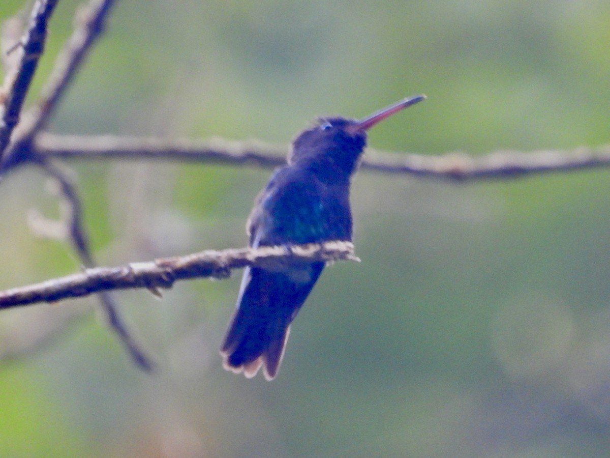 Blue-chinned Sapphire - ML623144520