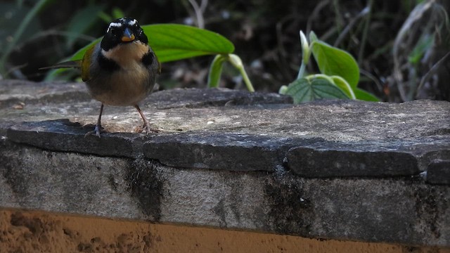 Half-collared Sparrow - ML623144558