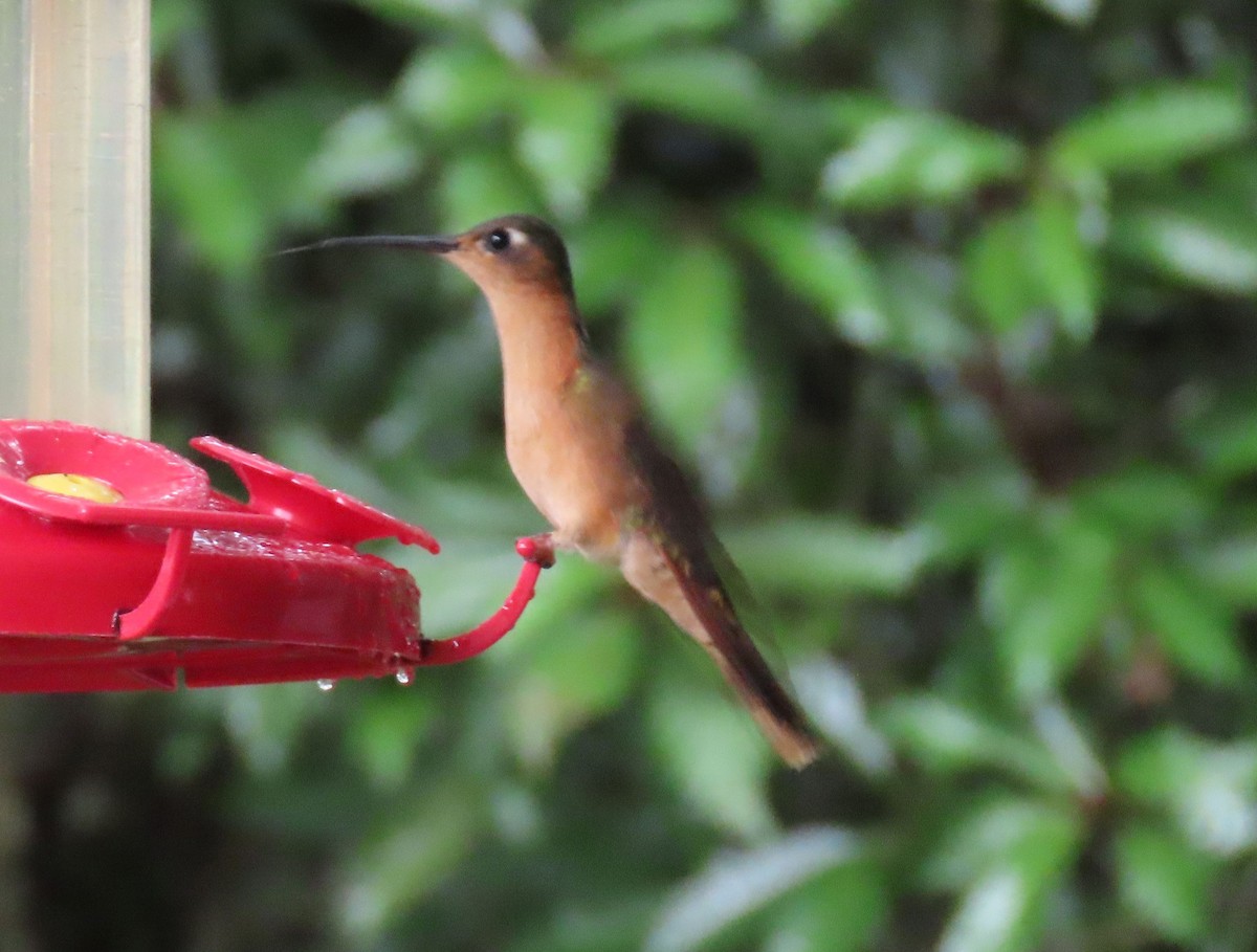 Rufous Sabrewing - ML623144590