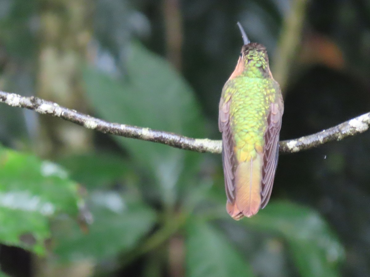 Colibrí Rojizo Mexicano - ML623144591