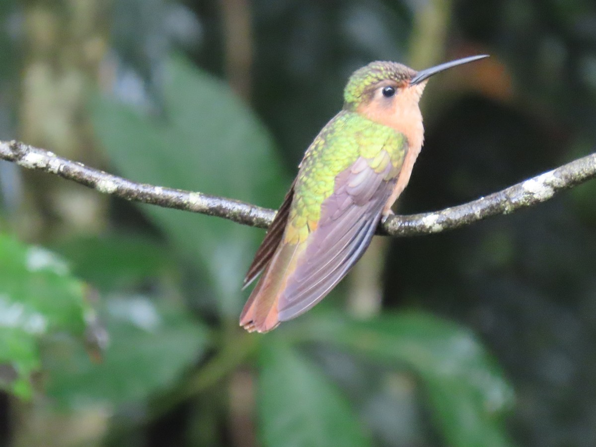 Rufous Sabrewing - ML623144593