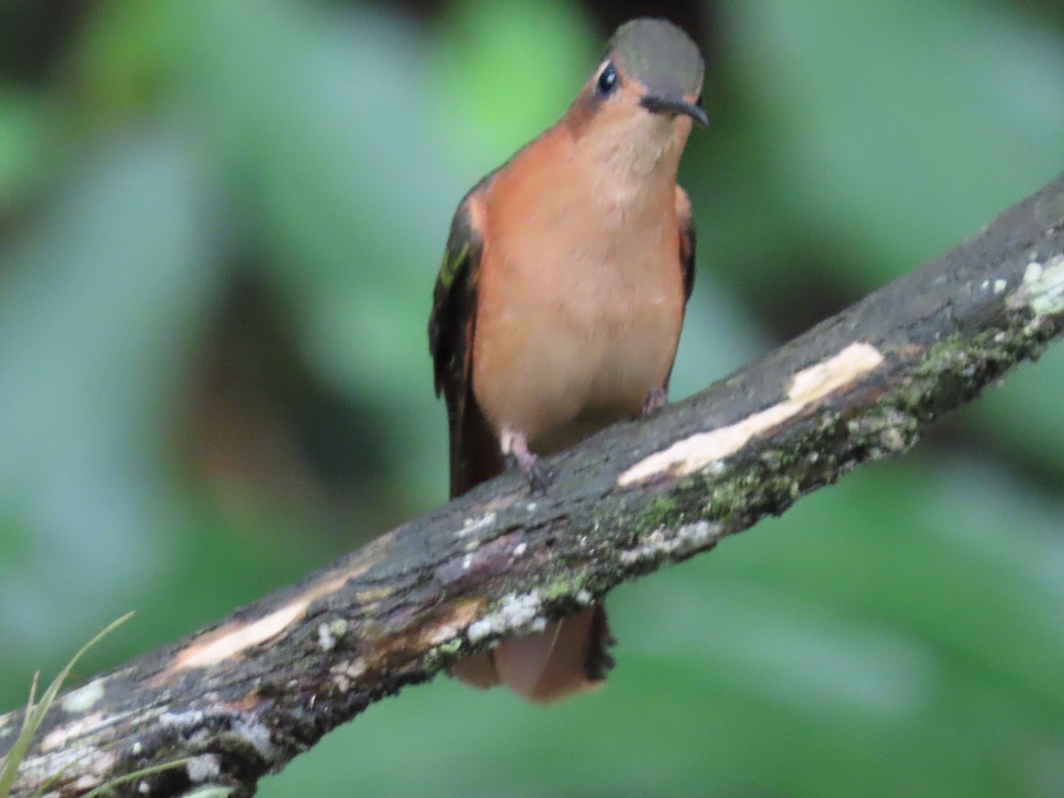 Rufous Sabrewing - ML623144595