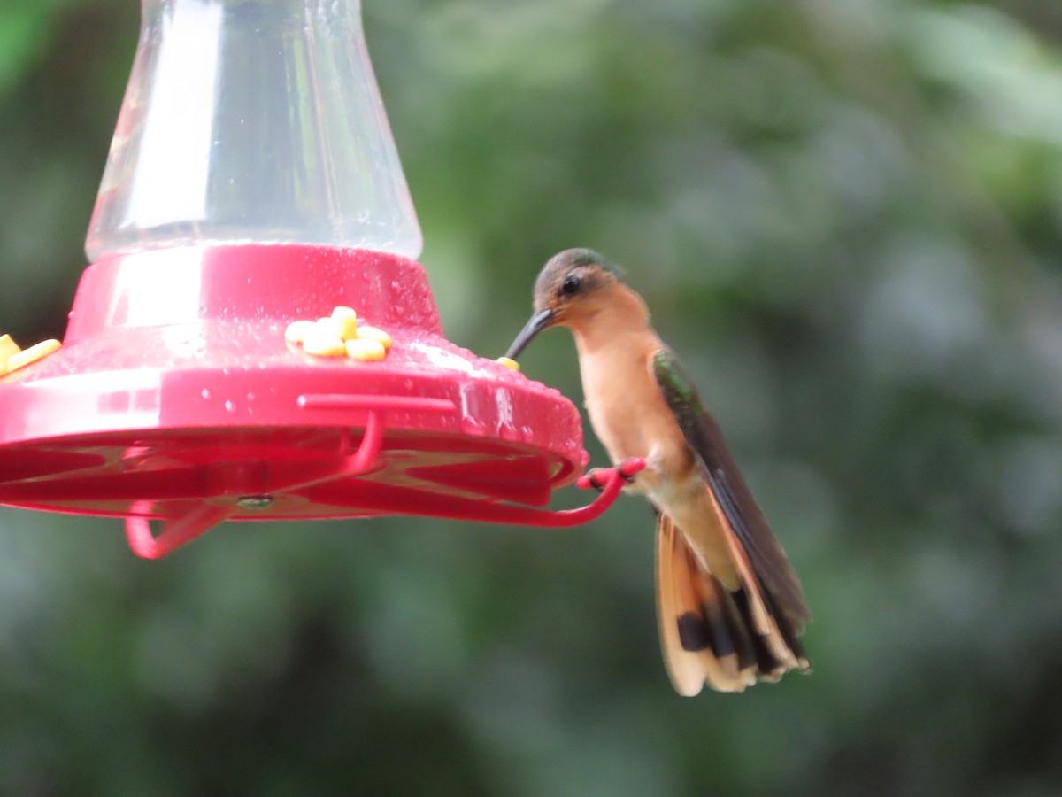 Rufous Sabrewing - ML623144597